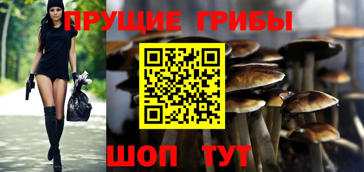 Галлюциногенные грибы Psilocybine cubensis Химки
